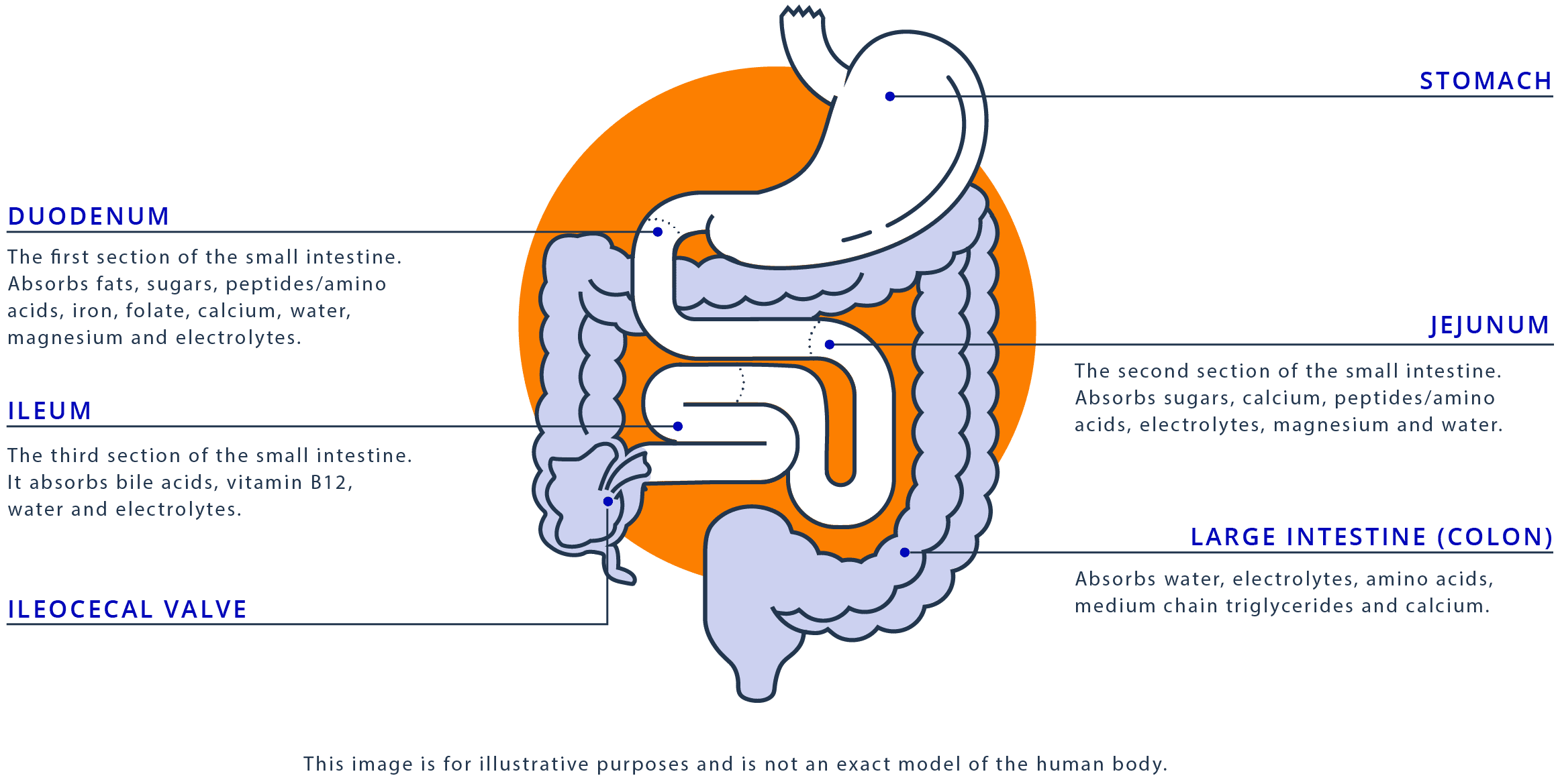 Diagram of the Normal Digestive System